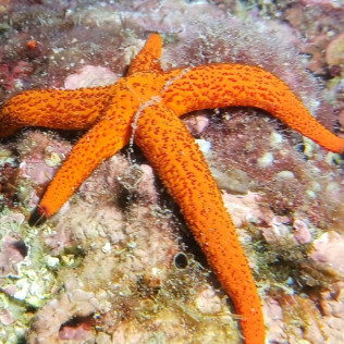 Plongeur Niveau 1 ou Scuba Diver (Gignac-la-Nerthe, Bouches-du-Rhône - 13)