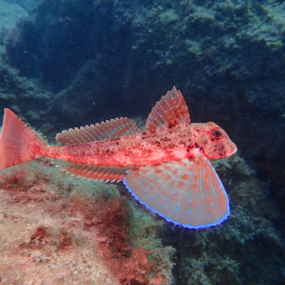 Snorkeling pour deux sur la Costa Brava (Roses, Espagne)