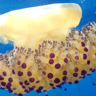 Snorkeling et Randonnée Palmée - Départ du Bateau (Ajaccio, Corse-du-Sud - 20)
