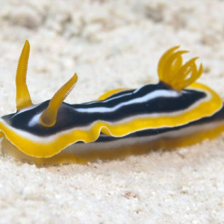Snorkeling et Randonnée Palmée (La Richardais, Bretagne - 35)