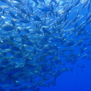 Snorkeling et Randonnée Palmée autonome (Cerbère, Pyrénées-Orientales - 66)