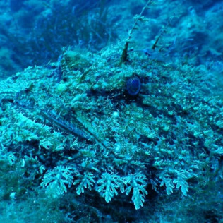 Snorkeling et Randonnée Palmée (Calvi, Haute-Corse -20)