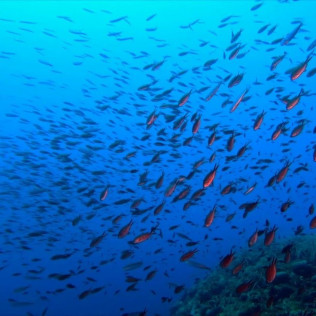 Snorkeling et Randonnée Palmée (Menton, Alpes-Maritimes - 06)