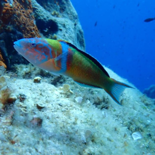 Snorkeling et Randonnée Palmée encadrée (Saint-Cyprien, Pyrénées-Orientales - 66)