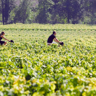 Entrée à la Cité du Vin et Dégustation de Vin au Château Belloy pour deux (Saint-Michel-de-Fronsac, Gironde - 33)