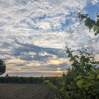 Visite et Dégustation d’accords Mets et Vins du Château Nodot (Saint-Christoly-de-Blaye, Nouvelle-Aquitaine - 33)