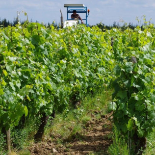 Visite Découverte avec Dégustation de Vins pour deux au Domaine Joseph Lafarge (Lugny, Bourgogne- 71)