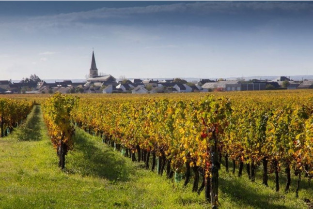 Visite de l'Abbaye Royale de Bourgueil avec Dégustation (Bourgueil, Indre-et-Loire - 37)