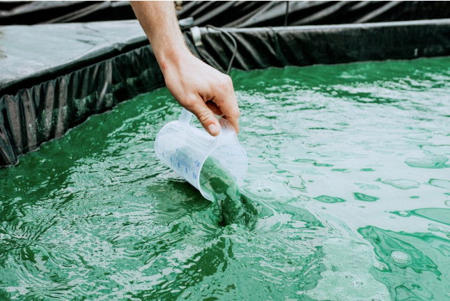 Atelier de Récolte de Spiruline avec Dégustation (Villeneuve d'Ascq, Nord - 59)