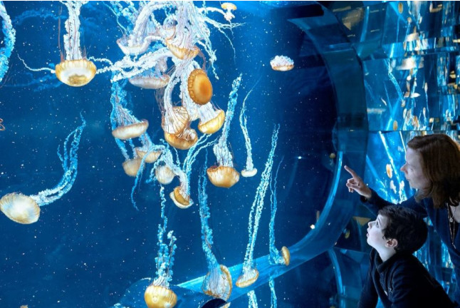 Billets pour Aquarium Nausicaá : Entrée coupe-file (Boulogne-sur-Mer, Pas-de-Calais - 62)