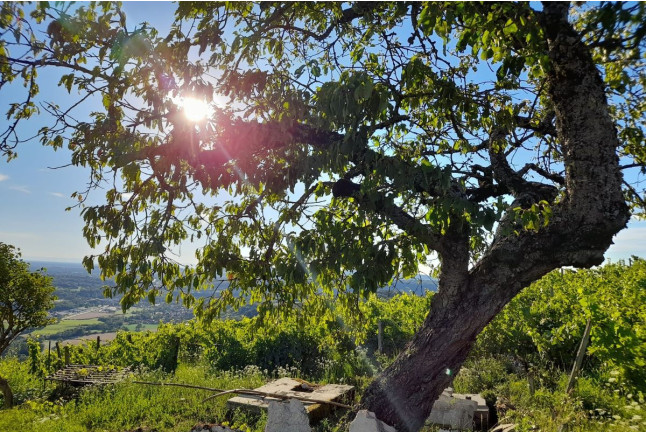 Randonnée au Coucher du Soleil avec Dégustation et Plateau de Fromage et Charcuterie (Saint-Alban, Ain - 01) 