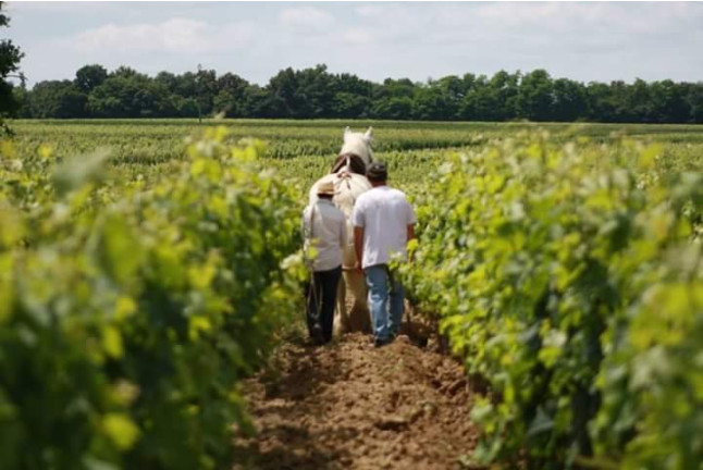 Spécial Aladinia : Visite de Vignoble Immersive avec Dégustation pour deux au Château Vieux Mougnac (Saint-Émilion, Gironde - 33)