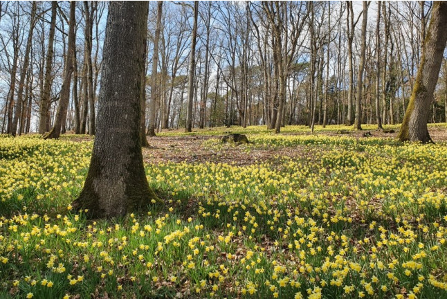 Randonnée Découverte en Quad (Boutervilliers, Essonne - 91)