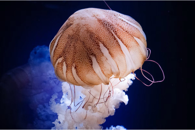 Billets d'entrée pour l'Aquarium de Paris (Paris, Île-de-France - 75) 