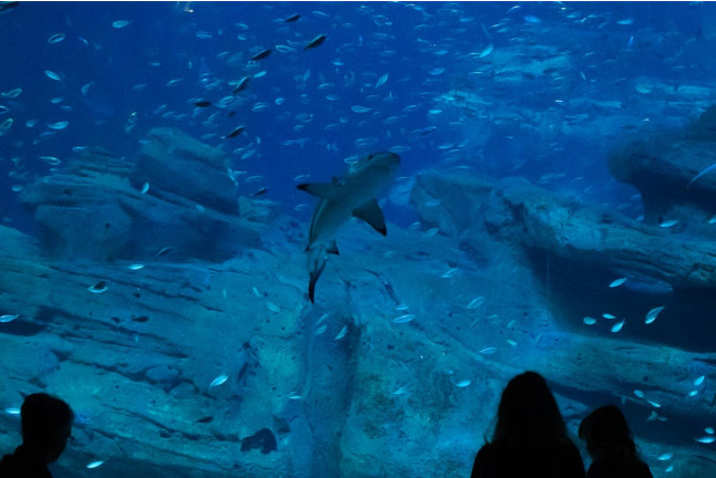 Billets d'entrée pour l'Aquarium de Paris (Paris, Île-de-France - 75) 