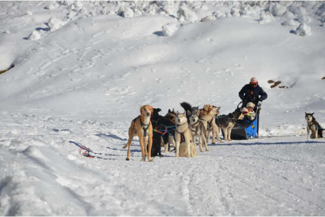 Balade Premium en Chiens de Traîneaux au Plateau de la Croix avec Pause Repas (Saint-Gervais-les-Bains, Haute-Savoie - 74)