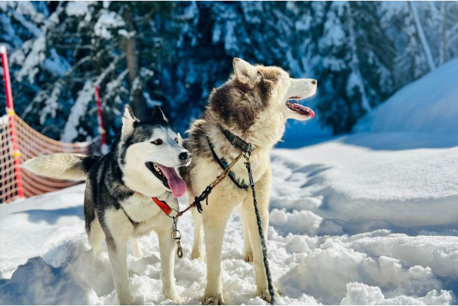 Balade Premium en Chiens de Traîneaux au Plateau de la Croix avec Pause Repas (Saint-Gervais-les-Bains, Haute-Savoie - 74)