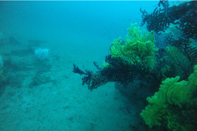 Baptême de Plongée Sous-Marine en Mer Méditerranée (Fréjus, Var - 83)