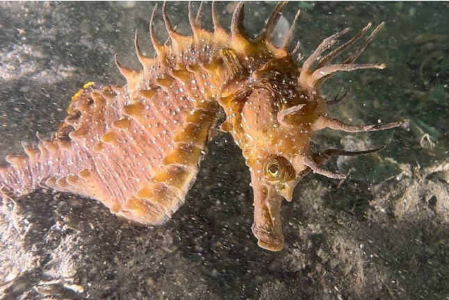 Baptême de Plongée dans le Lac de Cazaux (Cazaux, Gironde - 33)