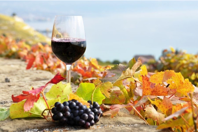 Séjour Œnologique avec Dîner et Dégustation de Vins avec Secrets de Vignobles (Beaune, Côte d'Or - 21)
