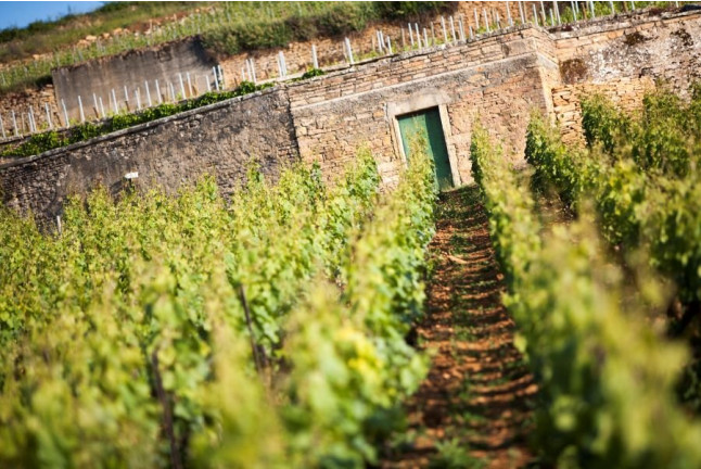 Séjour Œnologique avec Dîner et Dégustation de Vins avec Secrets de Vignobles (Beaune, Côte d'Or - 21)