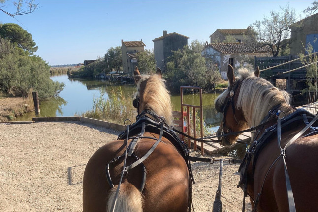 Découverte du Pays de l'Or en Calèche (Lansargues, Hérault - 34)