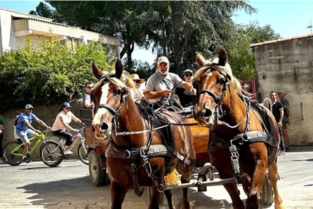 Découverte du Pays de l'Or en Calèche (Lansargues, Hérault - 34)