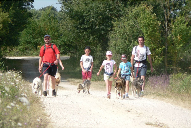Cani-Randonnée avec des chiens nordiques (Chênehutte, Maine-et-Loire - 49)