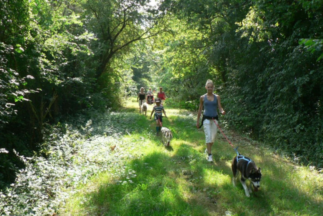 Cani-Randonnée avec des chiens nordiques (Chênehutte, Maine-et-Loire - 49)
