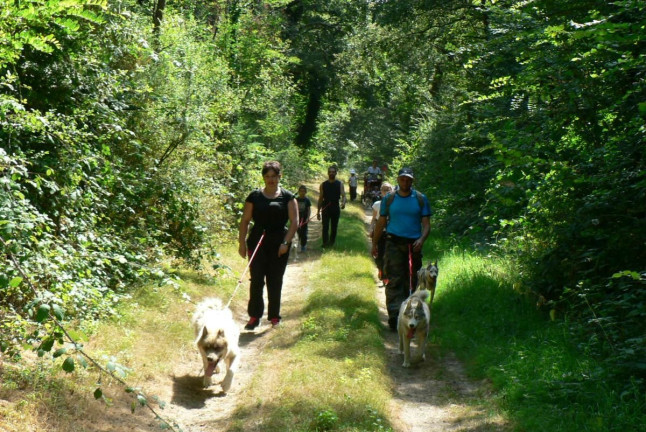 Cani-Randonnée avec des chiens nordiques (Chênehutte, Maine-et-Loire - 49)