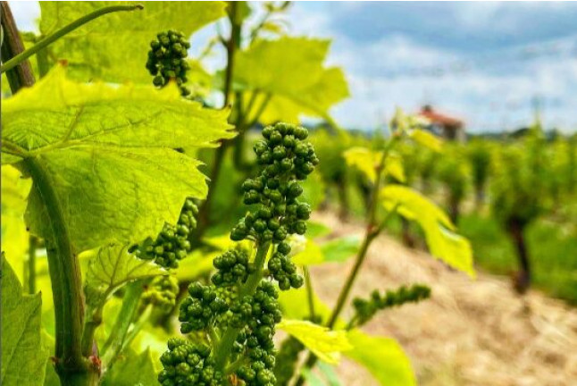 Dégustation de Vins et Assiette gourmande pour deux (Vingrau, Pyrénées-Orientales - 66)