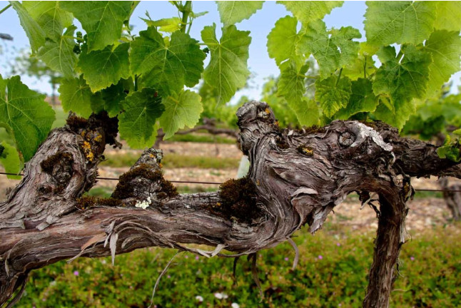 Expérience Découverte de la Vigne à la Cave pour deux (Montans, Tarn - 81)