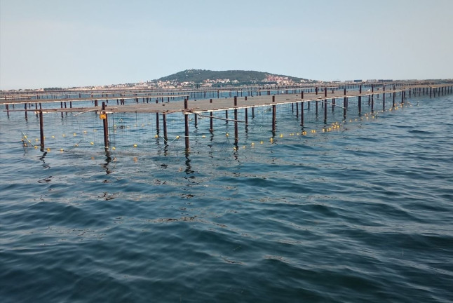 Promenade en Catamaran Mansathau dans l'Étang de Thau (Mèze, Hérault - 34)