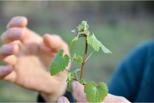 Balade Les Plantes Sauvages de La Coulée Verte (Paris, Île-de-France - 75)