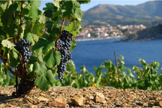 Balade Vigneronne, Visite de la Cave et Dégustation pour deux aux Terres des Templiers (Banyuls-sur-Mer - 66)