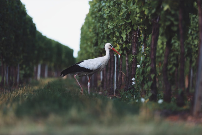 Séjour Œnologique avec Dîner et Dégustation de Vins d'Alsace avec Secrets de Vignobles (Colmar, Haut-Rhin - 68)
