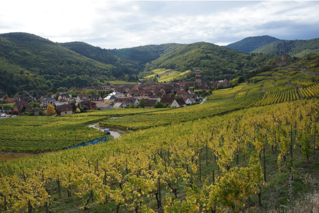 Séjour Œnologique avec Dîner et Dégustation de Vins d'Alsace avec Secrets de Vignobles (Colmar, Haut-Rhin - 68)
