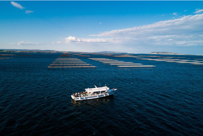 Balade en Bateau avec Dégustation d'Huîtres (Marseillan, Hérault - 34)