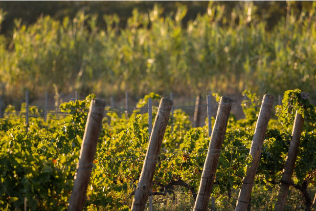 Visite du Domaine Viticole et Dégustation (Banyuls-dels-Aspres, Pyrénées-Orientales - 66)
