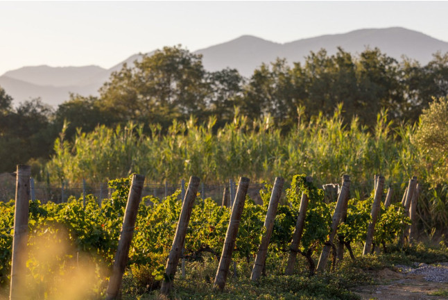 Visite du Domaine Viticole et Dégustation (Banyuls-dels-Aspres, Pyrénées-Orientales - 66)