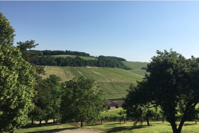 Dégustation à l’aveugle de 4 Vins d’exception pour deux (Sainte-Vertu, Yonne - 89)