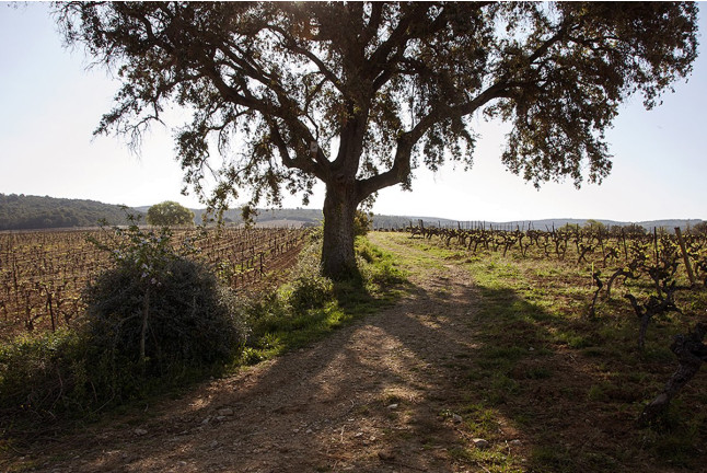 Visite et Dégustation de Vins au Château Capion (Gignac, Hérault - 34)