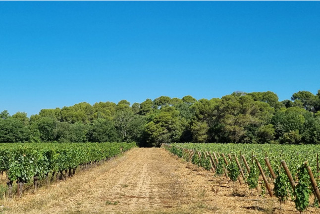 Visite et Dégustation de Vins au Château Capion (Gignac, Hérault - 34)