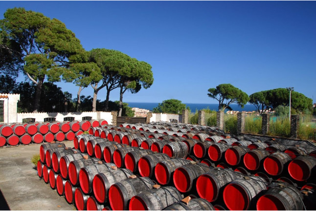 Visite “Privilège” avec Dégustation pour deux aux Terres des Templiers (Banyuls-sur-Mer, Pyrénées-Orientales- 66)