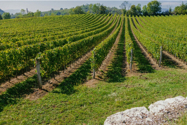 Dégustation Découverte de Vins et de Mets Locaux pour deux (Lisle-sur-Tarn, Tarn - 81)