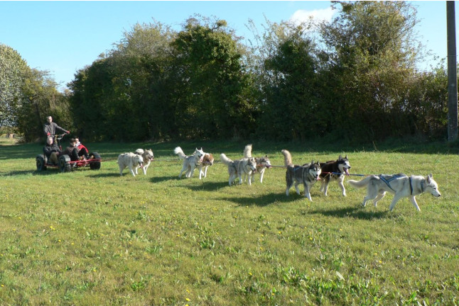 Doggy Kart avec des chiens nordiques (Chênehutte, Maine-et-Loire - 49)