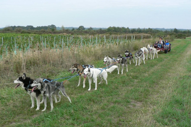 Doggy Kart avec des chiens nordiques (Chênehutte, Maine-et-Loire - 49)