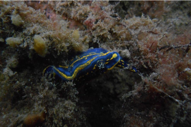 Plongée Découverte Débutant de 0 à 6 mètres (Lège-Cap Ferret, Gironde - 33)
