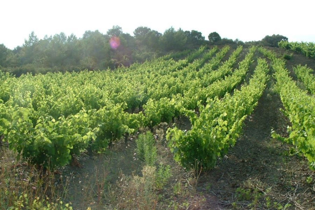 Visite de Vignobles, Dégustation de Vins et Assiette Gourmande (Vingrau, Pyrénées-Orientales - 66)