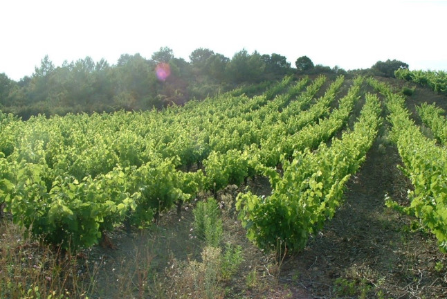 Séjour en Gîte avec Dégustation de Vin et Assiette Gourmande au Domaine Vents du Sud (Vingrau, Pyrénées-Orientales - 66)